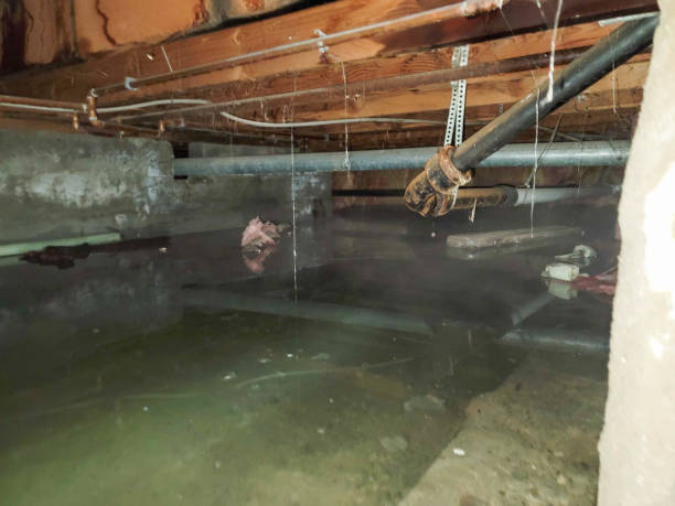 Best Local water damage restoration  in Friday Harbor, WA
