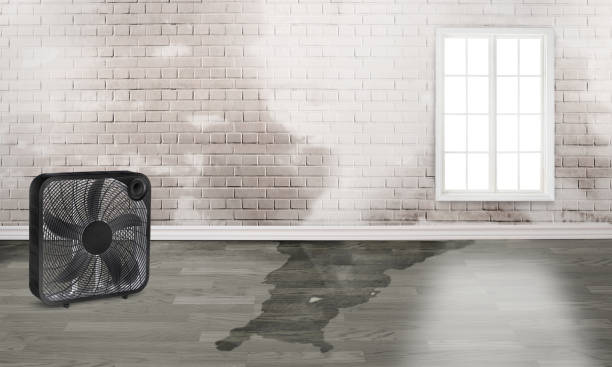 Best Carpet water damage restoration  in Friday Harbor, WA