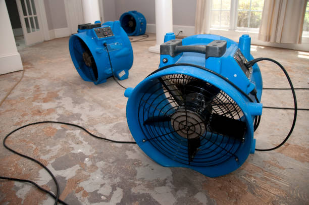 Best Mold removal after water damage  in Friday Harbor, WA